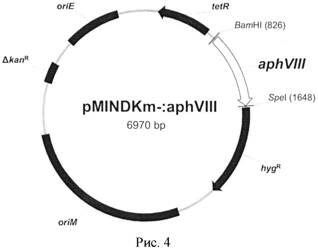 Тест-система mycobacterium smegmatis aphviii+ для скрининга ингибиторов серин-треониновых протеинкиназ эукариотического типа (патент 2566998)