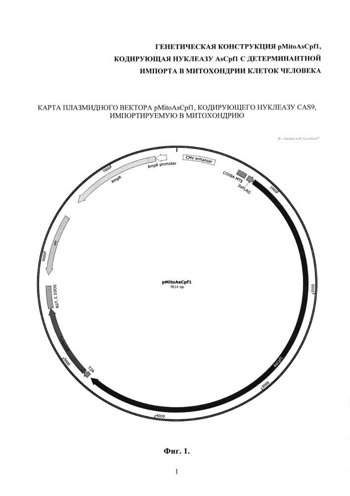Генетическая конструкция pmitoascpf1, кодирующая нуклеазу ascpf1 с детерминантной импорта в митохондрии клеток человека (патент 2662994)