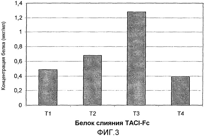 Оптимизированный слитый белок taci-fc (патент 2433141)