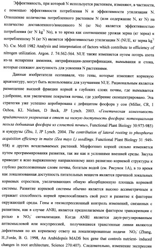 Изолированные полипептиды, кодирующие их полинуклеотиды, экспрессирующие их трансгенные растения и способы их использования (патент 2487166)