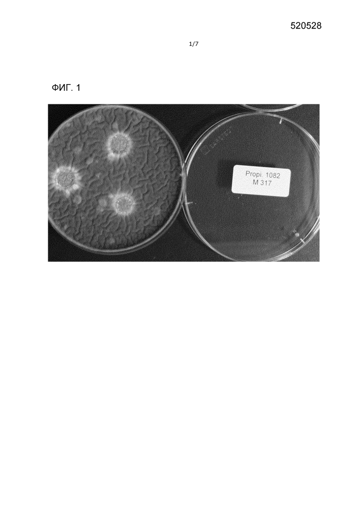 Штамм propionibacterium, обладающий ингибирующей активностью против дрожжей и плесневых грибов (варианты) и его применение (патент 2640255)