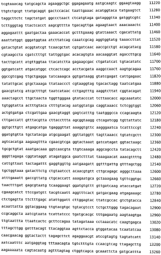 Бактериофаг, обладающий активностью против pseudomonas aeruginosa, белки бактериофага и способы их применения (патент 2580248)
