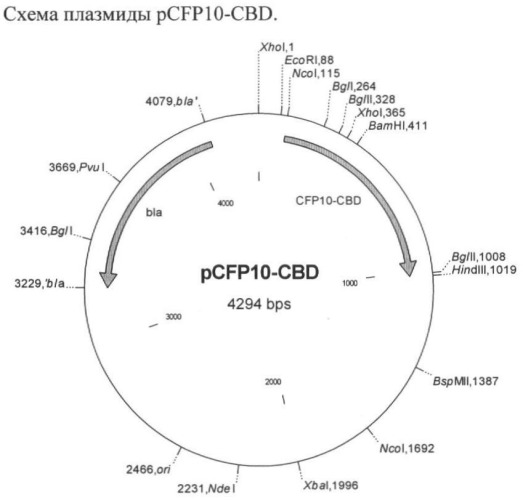 Рекомбинантная плазмида, штамм escherichia coli, химерный белок и их применение (патент 2422524)