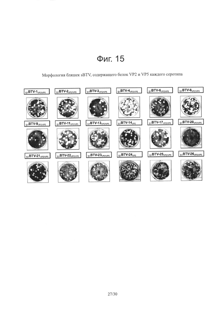 Реассортантные btv и ahsv вакцины (патент 2656187)