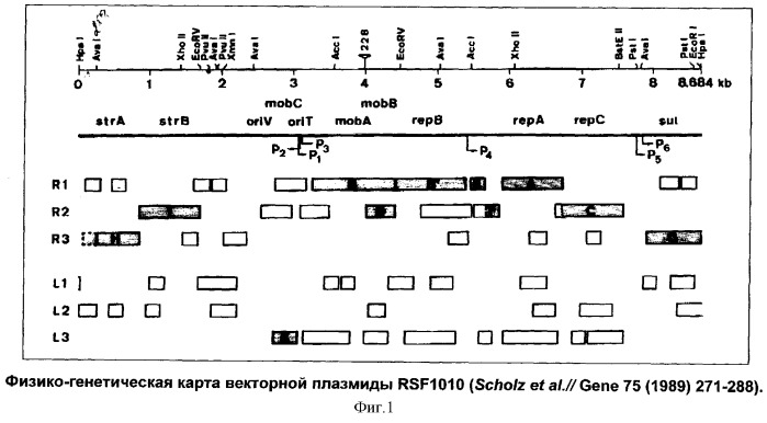 Штамм escherichia coli bl21 (de3)[payc-et-(hifn- 2b)-iaci]-продуцент рекомбинантного человеческого альфа-2b интерферона и способ его культивирования (патент 2303063)