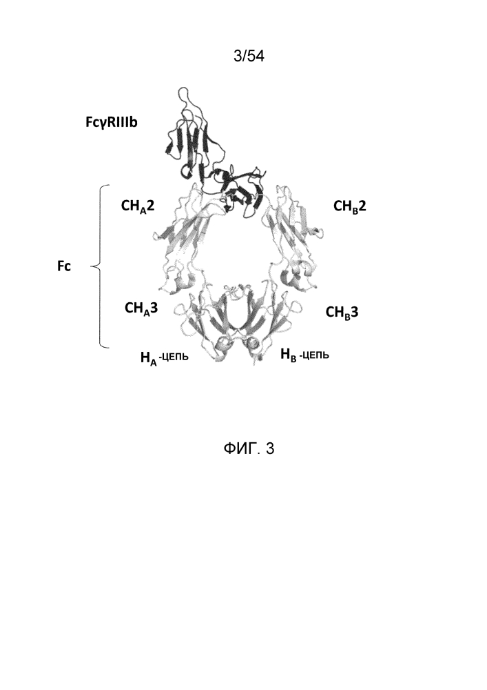 Гетеродимеризованный полипептид (патент 2641256)