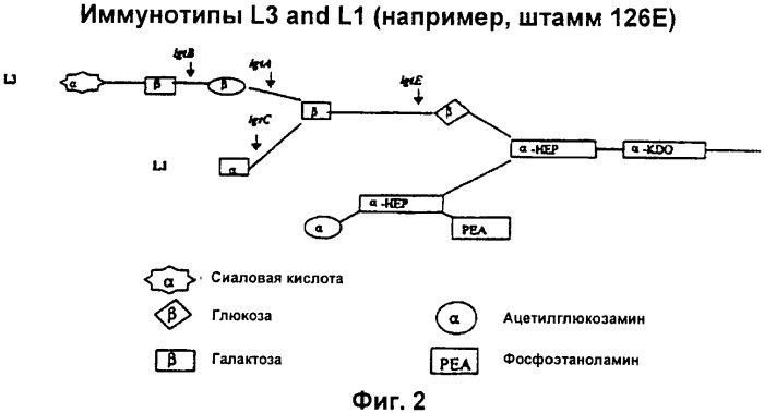 Вакцинные композиции, содержащие липополисахариды иммунотипа l2 и/или l3, происходящие из штамма neisseria meningitidis igtb- (патент 2364418)