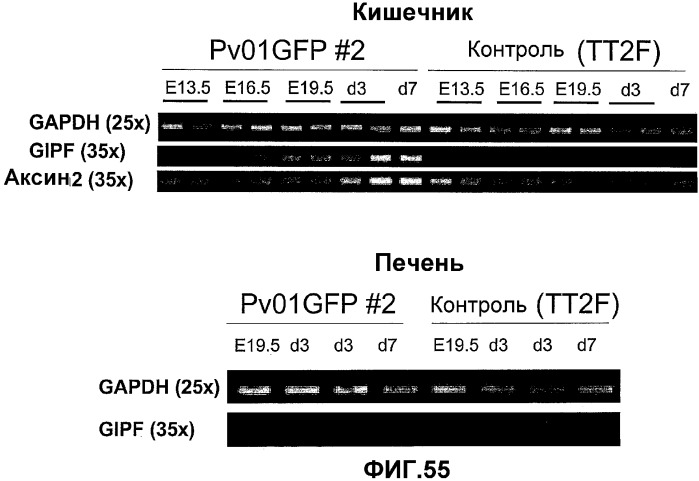 Желудочно-кишечный пролиферативный фактор и его применения (патент 2343158)