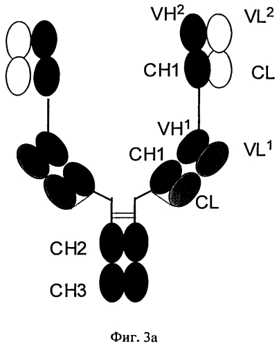 Биспецифические антигенсвязывающие белки (патент 2573914)