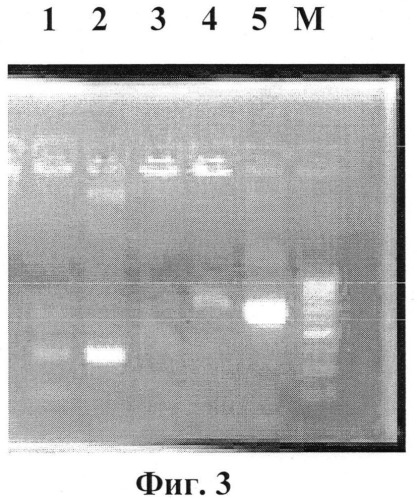 Рекомбинантная плазмидная днк pcdna4-apo-2nls2, несущая синтетический ген белка апоптина, индуцирующего p53 независимый апоптоз опухолевых клеток (патент 2541777)