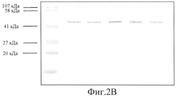 Вариант еро, обладающий повышенным сродством связывания с рецептором и сниженным антигенным потенциалом, днк, кодирующая такой вариант еро, рекомбинантный экспрессионный вектор, содержащий такую днк, клетка-хозяин, трансформированная или трансфектированная таким вектором, способ получения такого варианта еро и фармацевтическая композиция, содержащая такой вариант еро (патент 2432360)