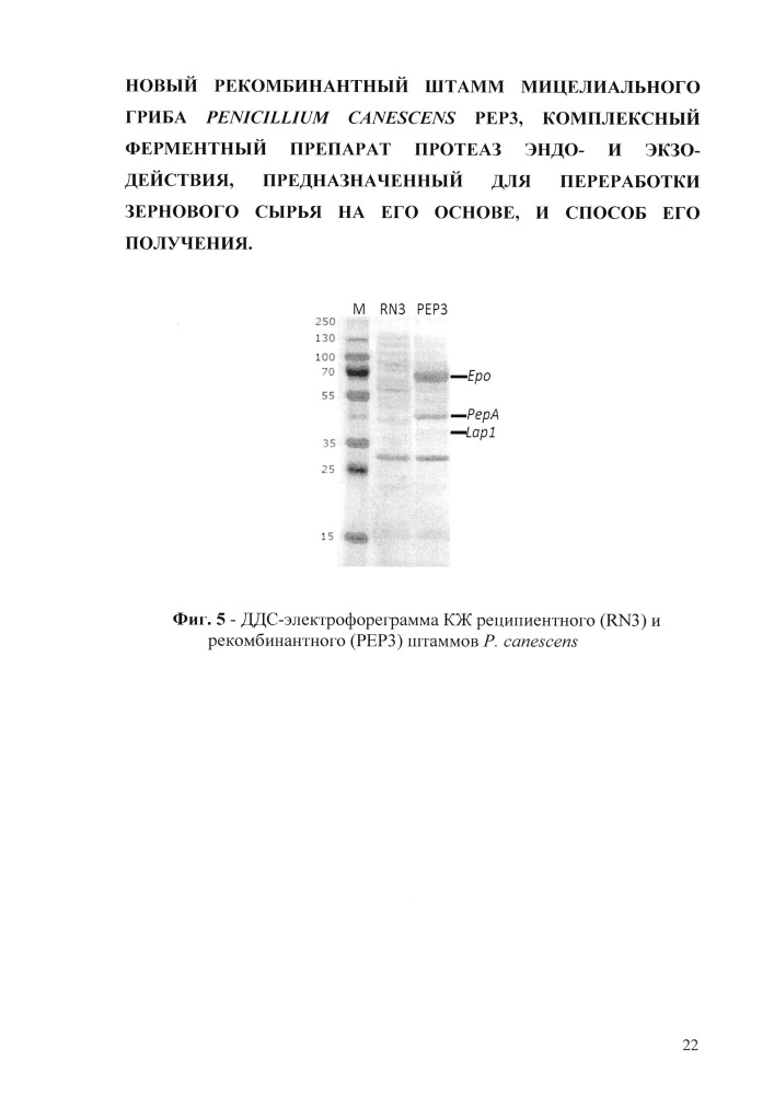 Новый рекомбинантный штамм мицелиального гриба penicillium canescens pep3 и получение на его основе комплексного ферментного препарата протеаз эндо- и экзодействия (патент 2616275)