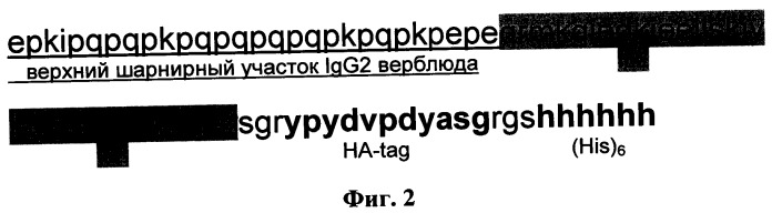 Противовирусное однодоменное мини-антитело, нуклеотидная последовательность, экспрессирующий рекомбинантный вирусный вектор, фармацевтическая композиция и способ профилактики или терапии гриппа типа а (патент 2536956)