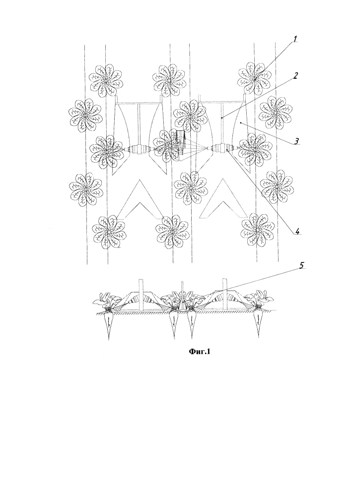 Машина для ухода за растениями сахарной свеклы, высеянной по схеме 15+45 см (патент 2654338)
