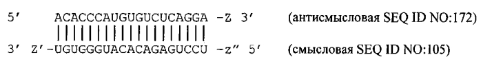 Модуляция экспрессии hsp47 (патент 2575056)