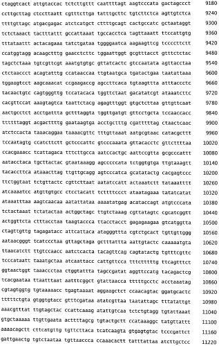 Бактериофаг, обладающий активностью против pseudomonas aeruginosa, белки бактериофага и способы их применения (патент 2580248)