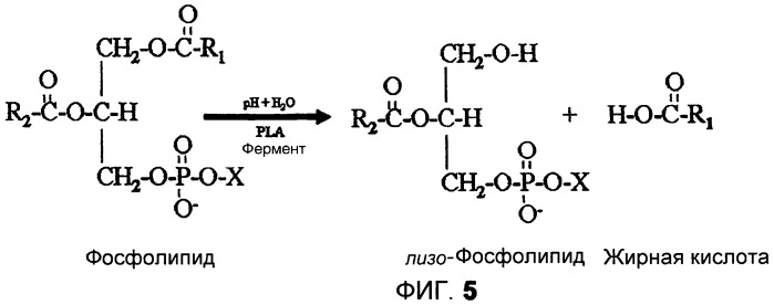 Получение триацилглицеролов из камедей (патент 2456338)