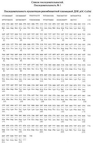 Рекомбинантный белок collbd-cbd, рекомбинантная плазмида pос-collbd, штамм escherichia coli - продуцент рекомбинантного белка collbd-cbd, способ получения рекомбинантного белка collbd-cbd (патент 2408726)