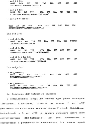 Ее3-семейство белков и соответствующие днк-последовательности (патент 2333918)