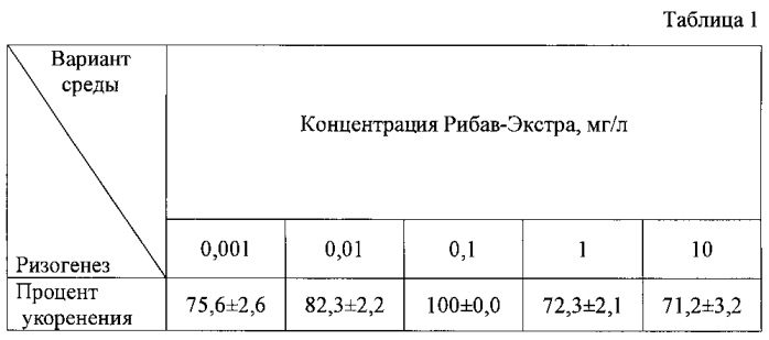 Способ размножения пеперомии in vitro (патент 2564123)