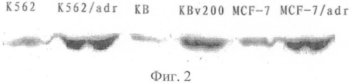 Применение производных фталида (патент 2394569)