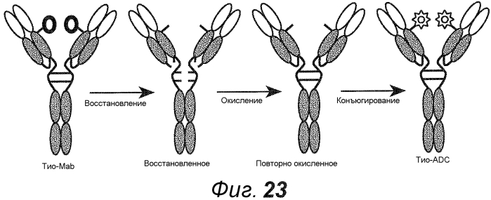 Анти-cd79b антитела и иммуноконъюгаты и способы их применения (патент 2553566)