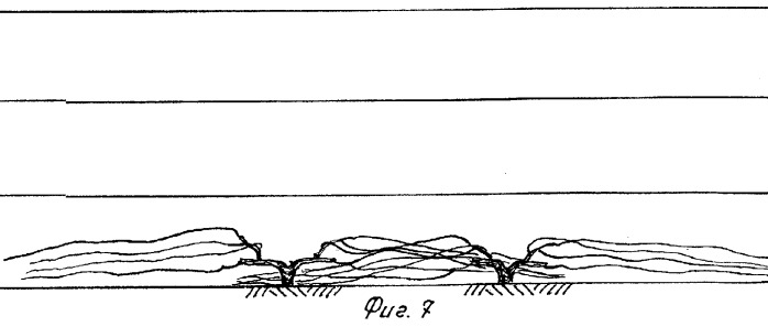 Способ ведения виноградных кустов (патент 2265316)