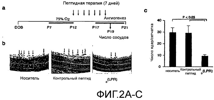 Пептиды направленного действия на vegfr-1/nrp-1 (патент 2488592)