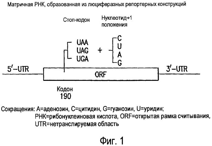 Способы получения функционального белка из днк, имеющей нонсенс-мутацию, и лечения нарушений, ассоциированных с ней (патент 2462246)
