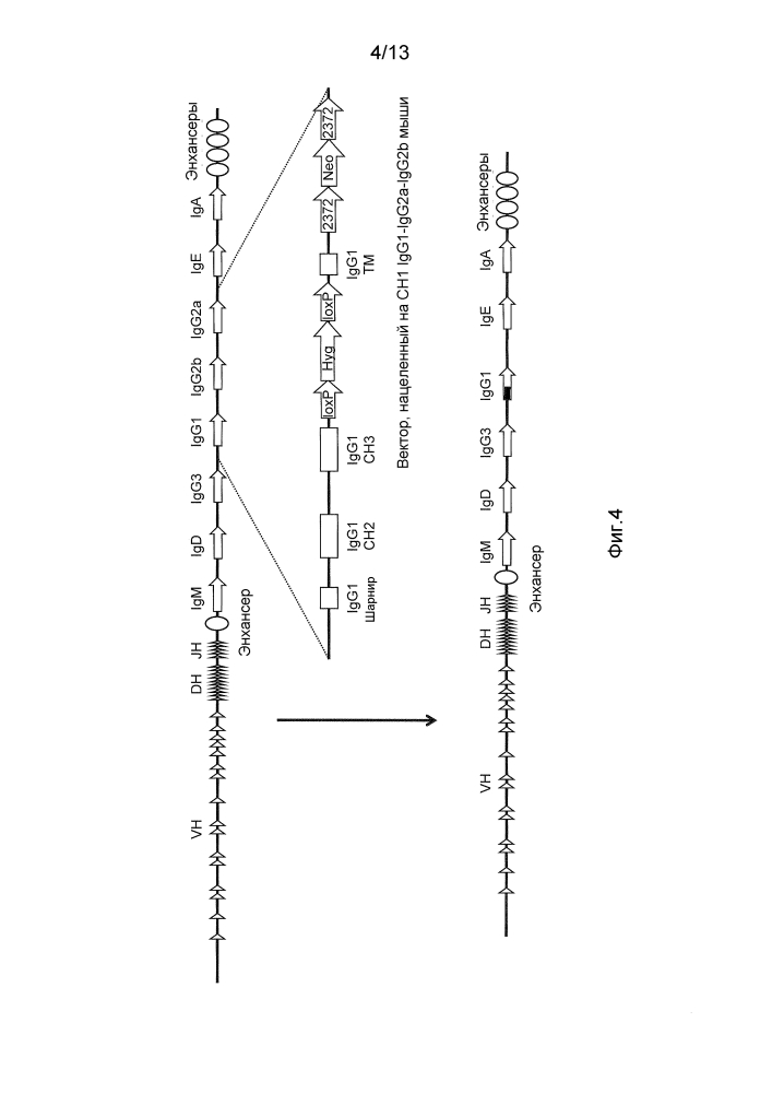 Мыши, которые производят антитела, имеющие только тяжелые цепи (патент 2603102)