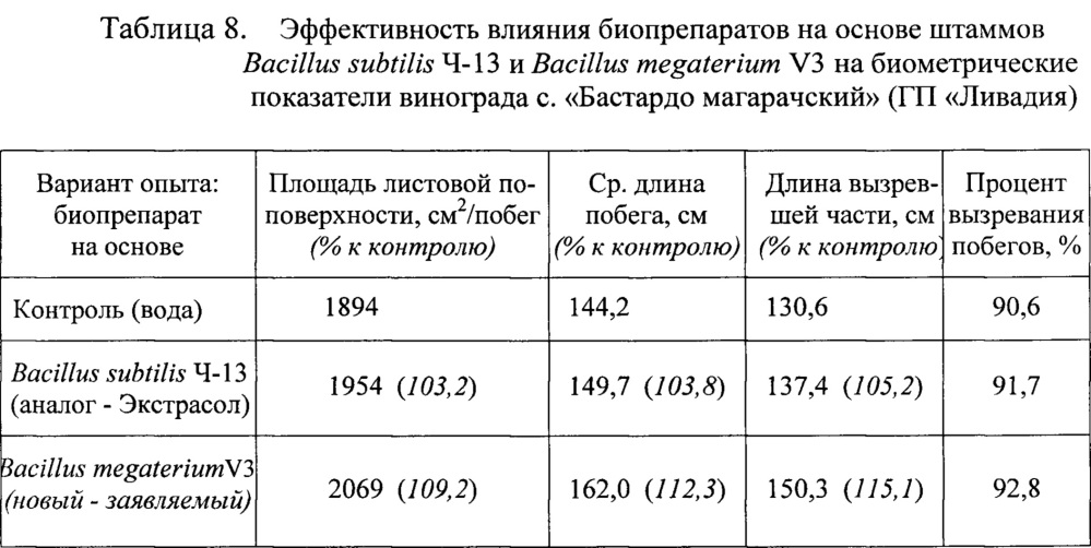 Штамм бактерий bacillus megaterium v3 в качестве средства для ускорения роста и увеличения продуктивности винограда, зерновых, овощных и древесных культур (патент 2649359)