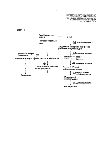 Микроорганизм для продуцирования одновременно l-аминокислоты и рибофлавина и способ производства l-аминокислоты и рибофлавина с его применением (патент 2588657)