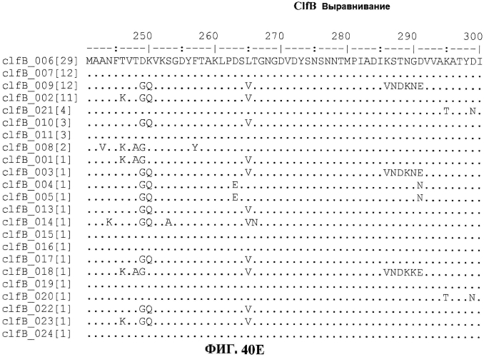 Стабильные иммуногенные композиции антигенов staphylococcus aureus (патент 2570730)