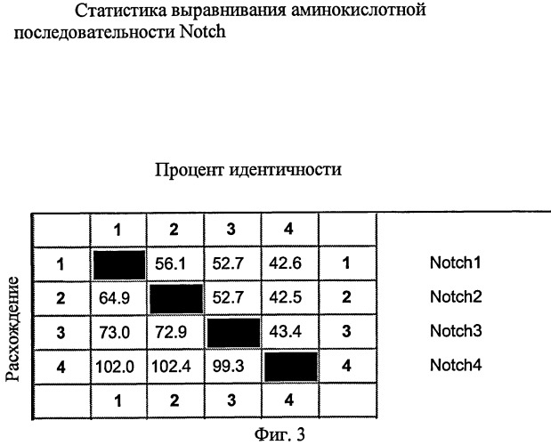 Антитела-антагонисты против notch3 и их применение для профилактики и лечения связанных с notch3 заболеваний (патент 2493167)