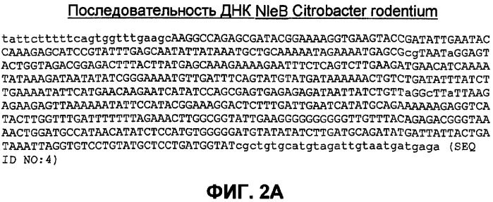 Бактериальные факторы вирулентности и варианты их применения (патент 2465331)