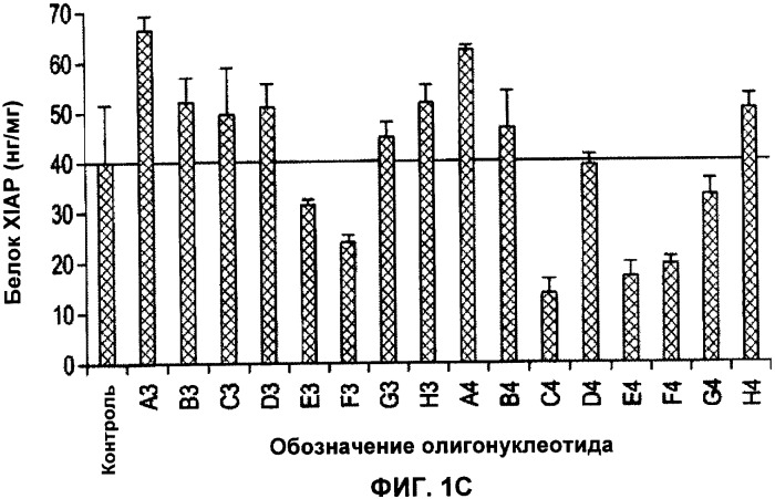 Лечение пролиферативных заболеваний с использованием антисмыслового олигомера iap и химиотерапевтического препарата (патент 2376018)
