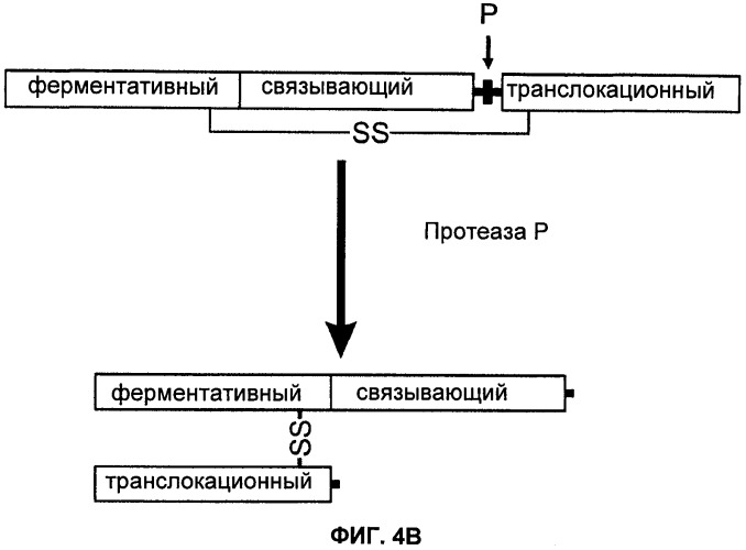 Способы лечения мочеполовых-неврологических расстройств с использованием модифицированных клостридиальных токсинов (патент 2491086)