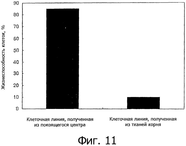 Растительная стволовая клеточная линия, полученная из покоящегося центра, и способ ее выделения (патент 2458122)