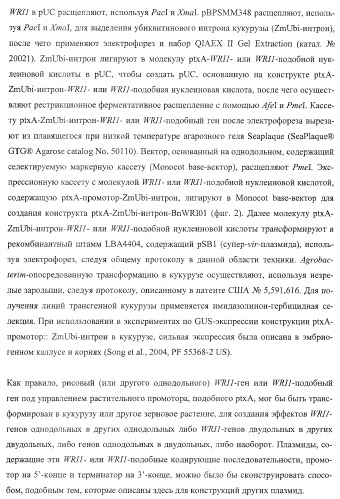 Молекулы нуклеиновых кислот, кодирующие wrinkled1-подобные полипептиды, и способы их применения в растениях (патент 2385347)