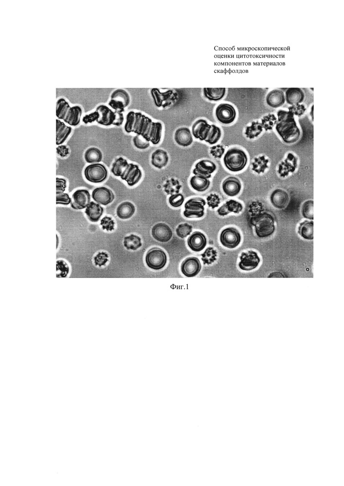 Способ микроскопической оценки цитотоксичности компонентов материалов скаффолдов (патент 2653476)