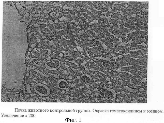 Способ моделирования острого пиелонефрита на фоне холодового стресса (патент 2368016)