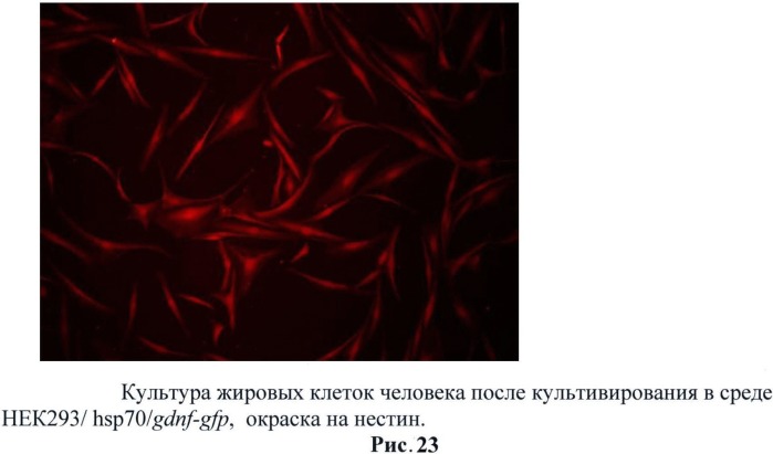 Генетическая конструкция, содержащая hgdnf под контролем температурочувствительного промотора для регулируемой экспрессии нейротрофического фактора как в клетках, так и непосредственно в организме млекопитающих (патент 2527169)