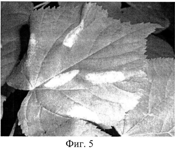 Способ массового разведения наездника minotetrastichus frontalis (nees) (патент 2545715)