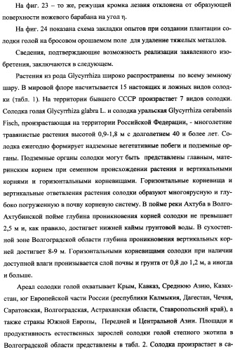 Фиторемедиационный способ очистки почв от тяжелых металлов (патент 2359444)