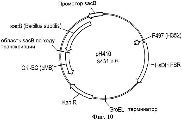 Рекомбинантные микроорганизмы, продуцирующие метионин (патент 2447146)