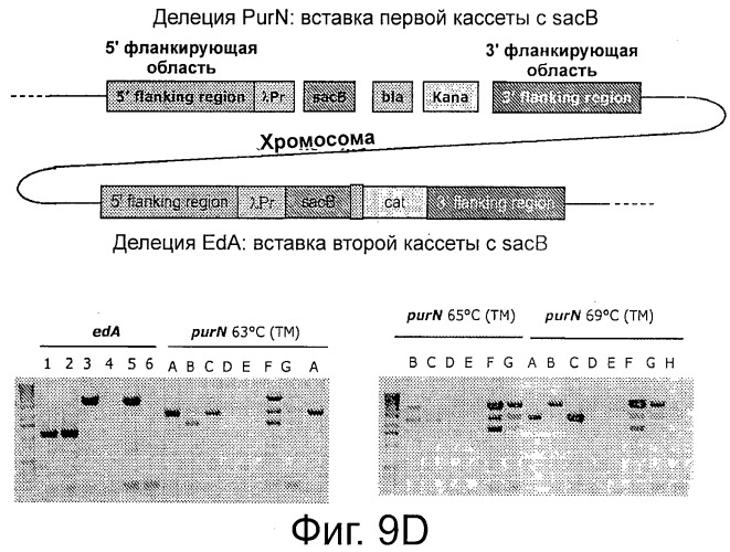 Плазмида без устойчивости к антибиотику (патент 2548809)