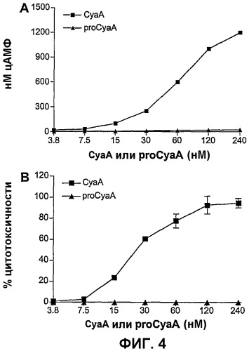 Модифицированная аденилатциклаза bordetella, содержащая домен взаимодействия cd11b/сd18 или лишенная домена взаимодействия cd11b/cd18, и ее применение (патент 2421241)