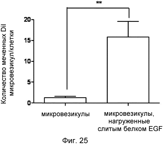 Микровезикулы, происходящие из протопластов клеток, и их применение (патент 2570636)