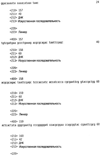 Новый лиганд рецептора цитокина zcytor17 (патент 2490276)