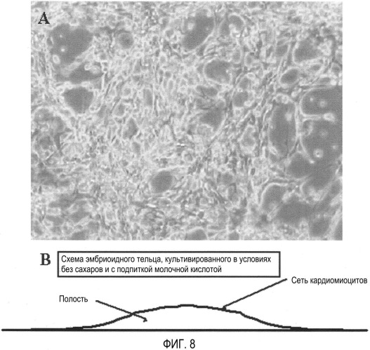 Способ селекции кардиомиоцитов (варианты) (патент 2426784)